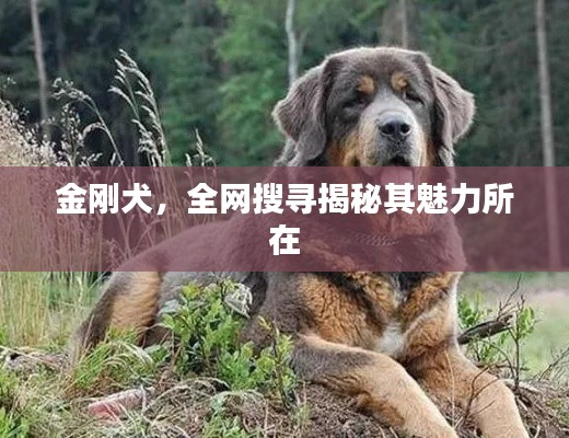 金刚犬，全网搜寻揭秘其魅力所在