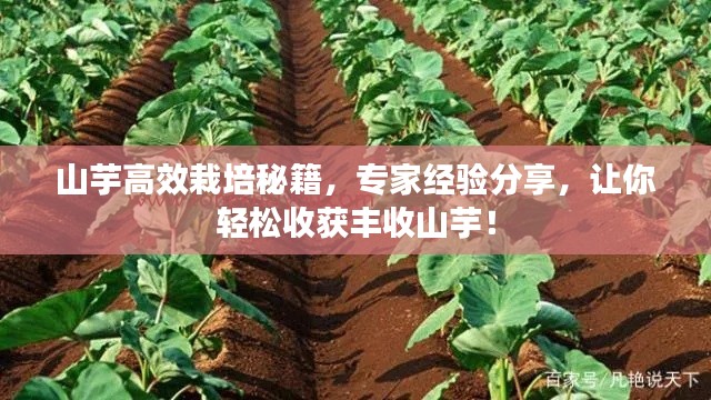 山芋高效栽培秘籍，专家经验分享，让你轻松收获丰收山芋！