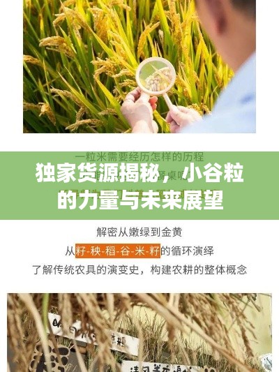 独家货源揭秘，小谷粒的力量与未来展望