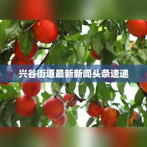 兴谷街道最新新闻头条速递