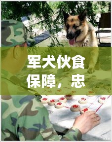 军犬伙食保障，忠诚伙伴的饮食安全与健康的守护之道