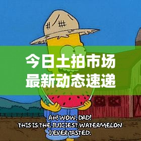 今日土拍市场最新动态速递