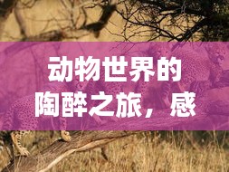 动物世界的陶醉之旅，感受大自然魅力的图片展