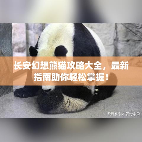 长安幻想熊猫攻略大全，最新指南助你轻松掌握！