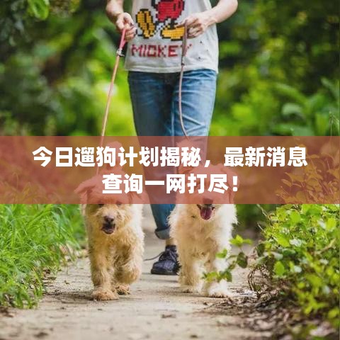 今日遛狗计划揭秘，最新消息查询一网打尽！