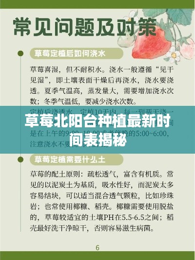 草莓北阳台种植最新时间表揭秘
