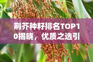 荆芥种籽排名TOP10揭晓，优质之选引领种植新潮流