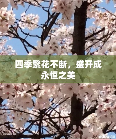 四季繁花不断，盛开成永恒之美