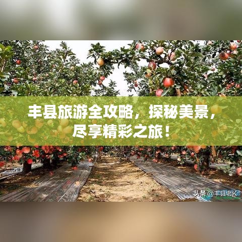 丰县旅游全攻略，探秘美景，尽享精彩之旅！