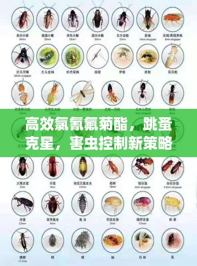飞鸟依人