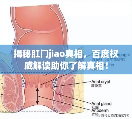 揭秘肛门jiao真相，百度权威解读助你了解真相！