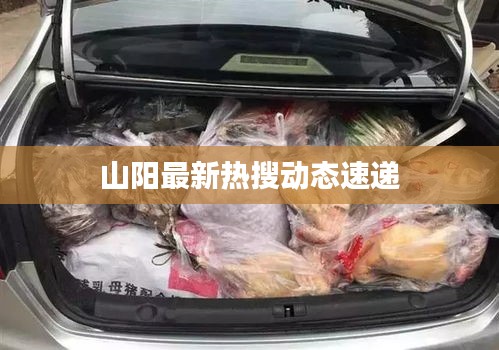山阳最新热搜动态速递