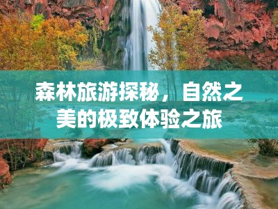 森林旅游探秘，自然之美的极致体验之旅