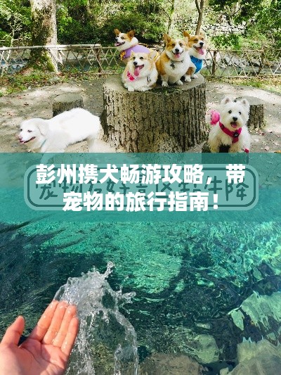 彭州携犬畅游攻略，带宠物的旅行指南！