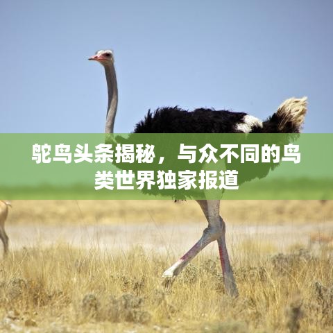 鸵鸟头条揭秘，与众不同的鸟类世界独家报道