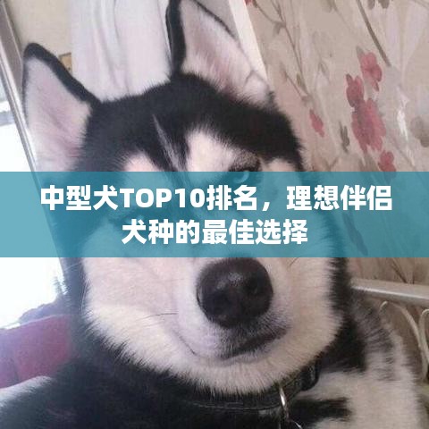 中型犬TOP10排名，理想伴侣犬种的最佳选择