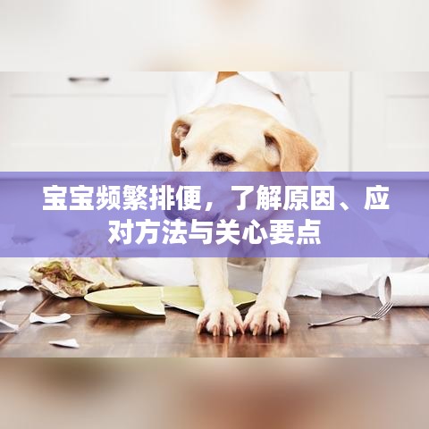 宝宝频繁排便，了解原因、应对方法与关心要点