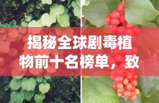 揭秘全球剧毒植物前十名榜单，致命之美，不可不知！