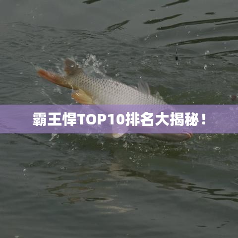 霸王悍TOP10排名大揭秘！