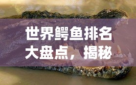 世界鳄鱼排名大盘点，揭秘顶级鳄鱼的霸主地位