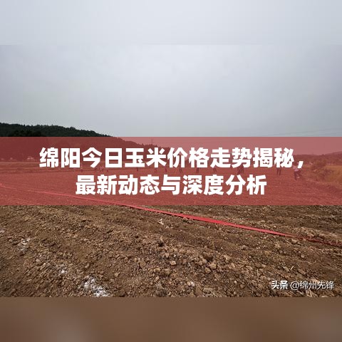绵阳今日玉米价格走势揭秘，最新动态与深度分析