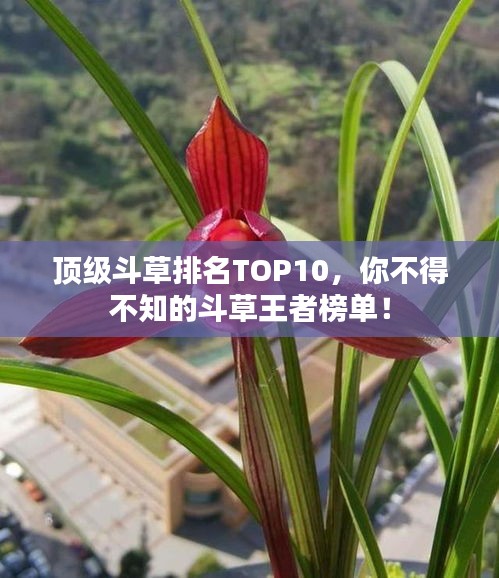顶级斗草排名TOP10，你不得不知的斗草王者榜单！