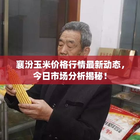 襄汾玉米价格行情最新动态，今日市场分析揭秘！