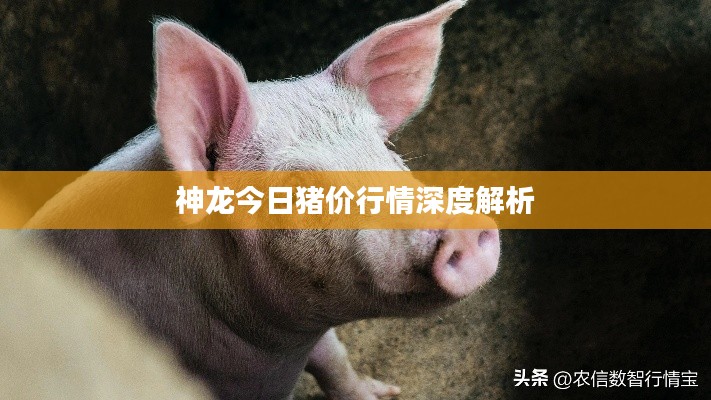 神龙今日猪价行情深度解析