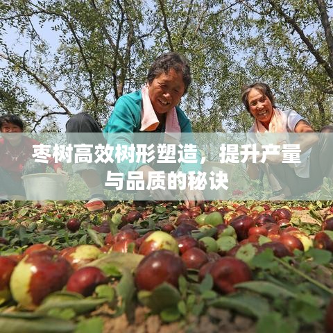 枣树高效树形塑造，提升产量与品质的秘诀