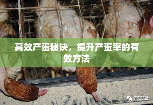 高效产蛋秘诀，提升产蛋率的有效方法