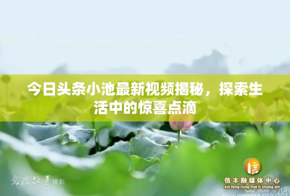 今日头条小池最新视频揭秘，探索生活中的惊喜点滴