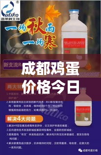 成都鸡蛋价格今日最新行情动态