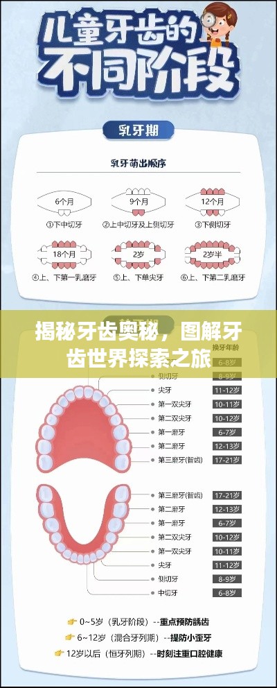 揭秘牙齿奥秘，图解牙齿世界探索之旅