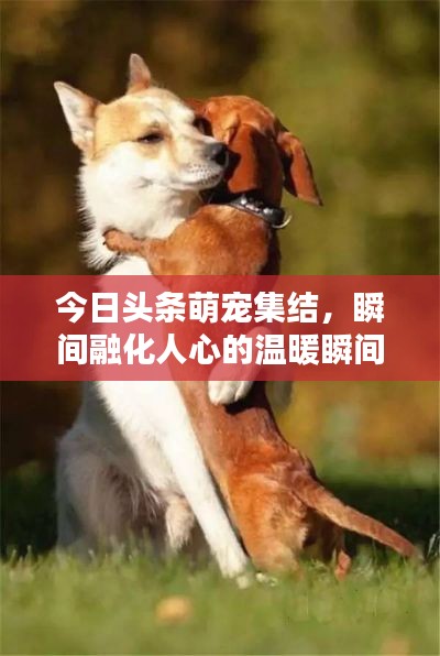 今日头条萌宠集结，瞬间融化人心的温暖瞬间！