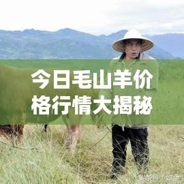 今日毛山羊价格行情大揭秘，最新报价与深度分析