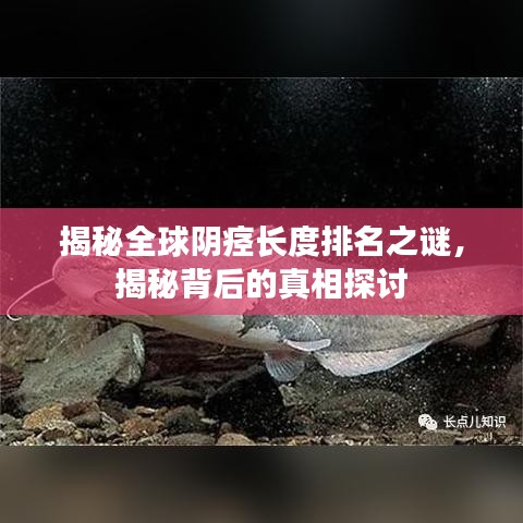 揭秘全球阴痉长度排名之谜，揭秘背后的真相探讨