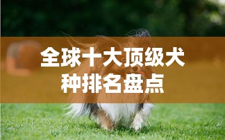 全球十大顶级犬种排名盘点
