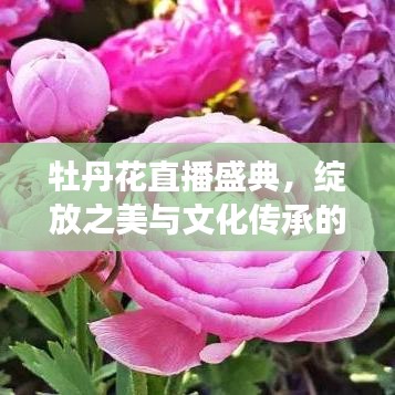 牡丹花直播盛典，绽放之美与文化传承的交融盛事