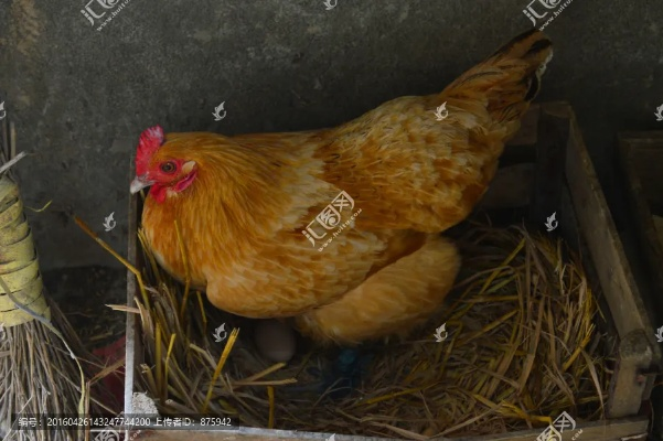 母鸡下蛋单机版与万能转换器官方下载,创新推广策略|X版_v4.110